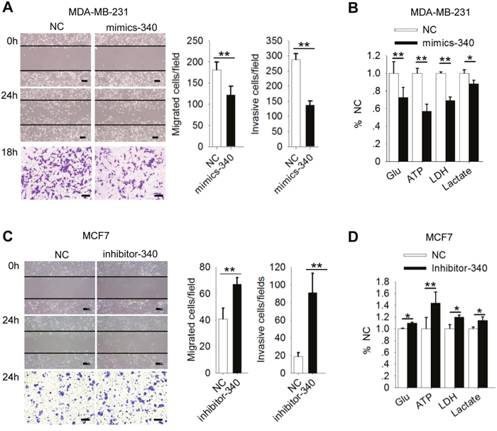 MiR-340 inhibits motility of and the Warburg effect in breast cancer cells.