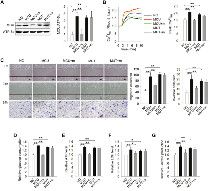 Direct targeting of MCU by miR-340 inhibits motility of and the Warburg effect in MCF7 cells.