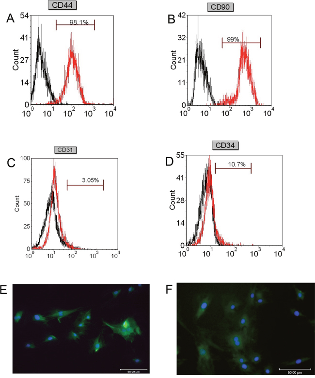 Flow cytometry and immunofluorescence analysis of stem cells markers in isolated BMSCs.