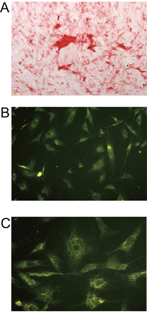 Histochemistry and immunofluorescence analysis of BMSCs sheet.