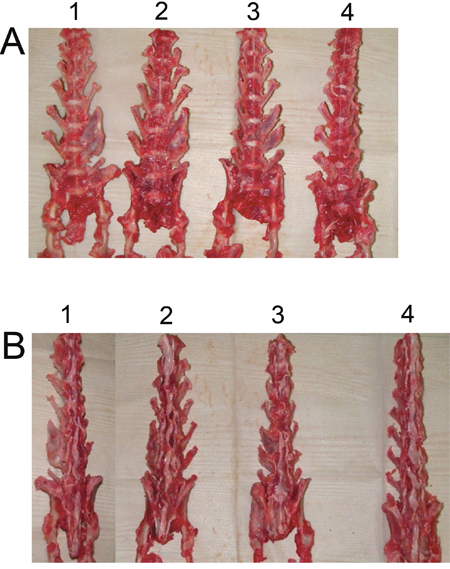 Views of rabbit fusion spines at post-operation 6 weeks.