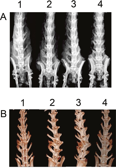 Digital radiography and 3D-CT analysis of rabbit fusion spine at post-operation 6 weeks.