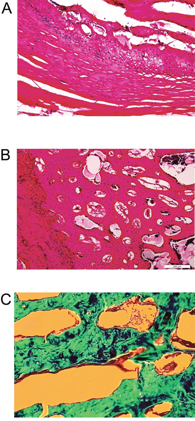 Histology analysis of rabbit spines obtained 6 weeks after surgery.