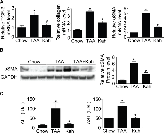 Kahweol decreases collagen and &#x03B1;-SMA expression and serum transaminase levels in liver.
