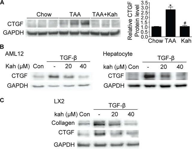 Effect of kahweol on CTGF expression.