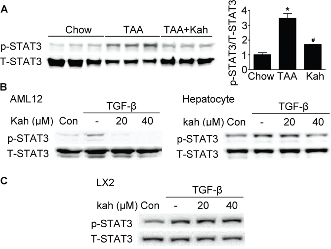 Effect of kahweol on STAT3 phosphorylation.