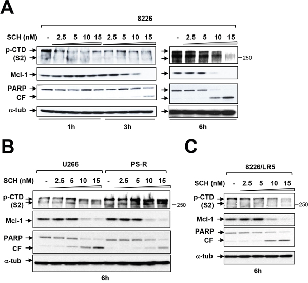 Dinaciclib (SCH) induces apoptosis in various MM cells in association with Pol II inhibition and Mcl-1 downregulation.