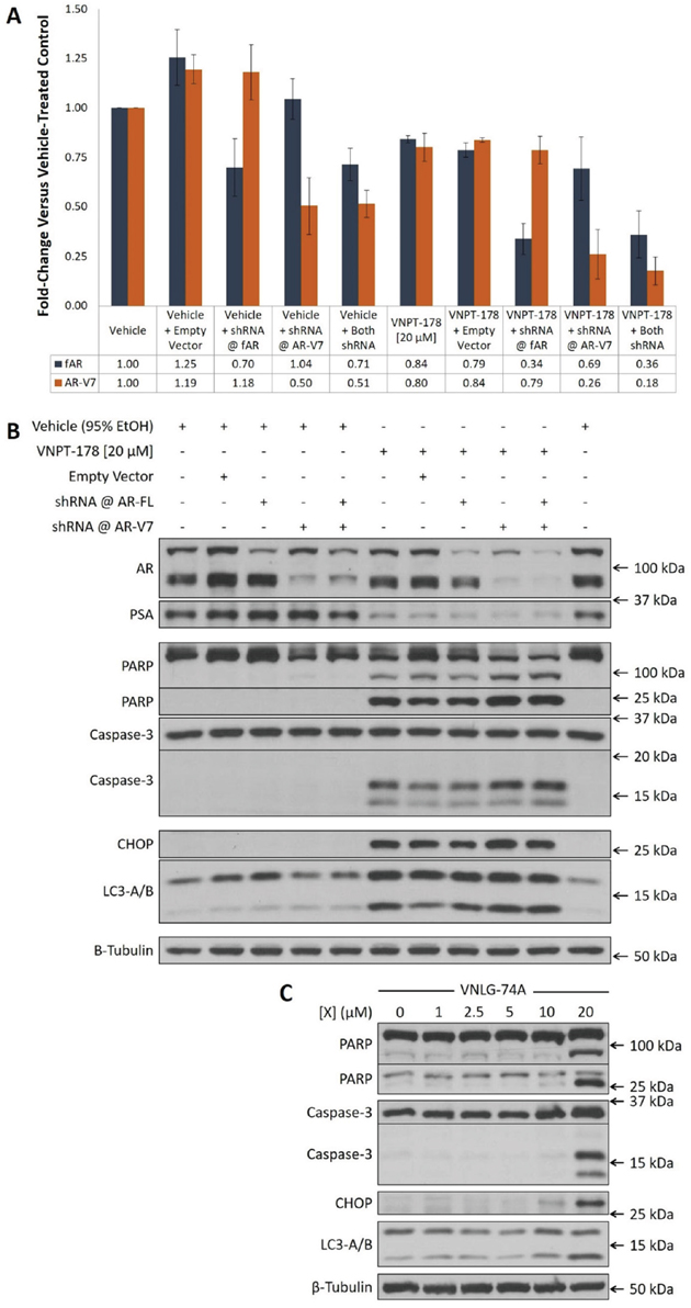 VNPT-178 and VNLG-74A induce apoptosis independently of the AR.