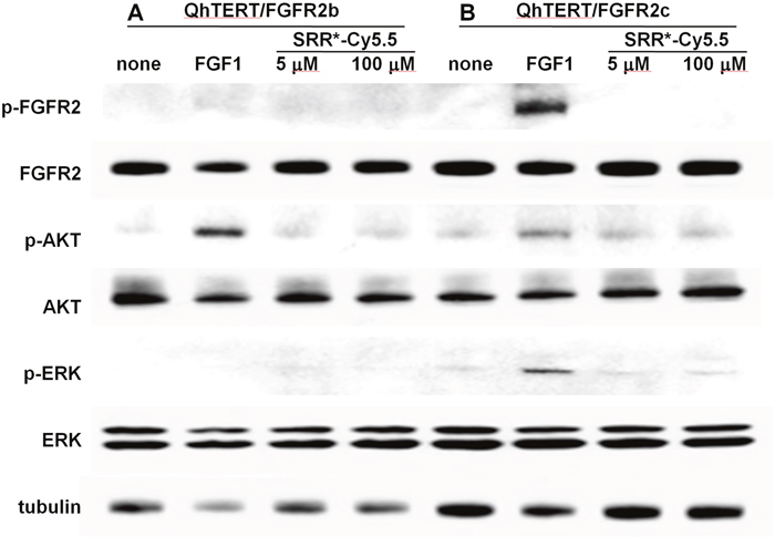 FGFR2 peptide does not affect cell signaling.