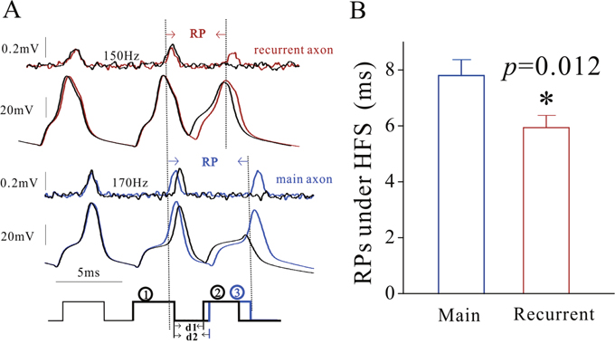 The refractory periods of voltage-gated sodium channels on the main axon and recurrent axons of cerebellar Purkinje cells (PC) is distinct.