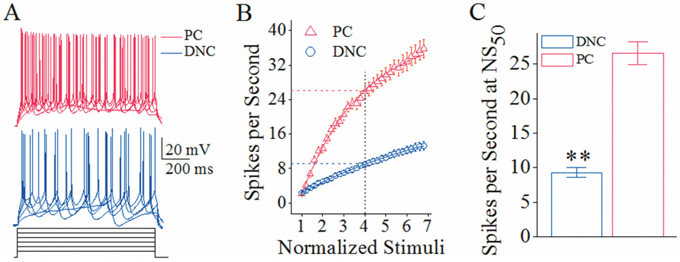 The spiking ability is higher at cerebellar Purkinje cells (PC) than deep nucleus cells (DNC).