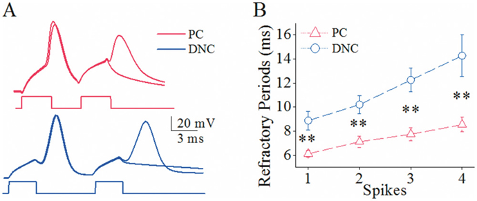 The spike refractory periods is shorter at cerebellar Purkinje cells (PC) than deep nucleus cells (DNC).