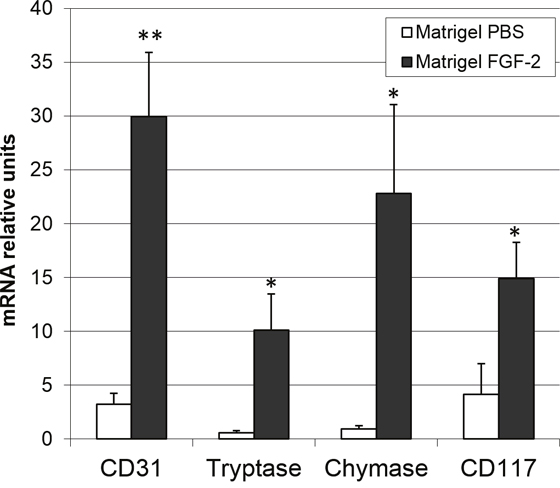 FGF2 induces an angiogenic response and mast cell recruitment in vivo.