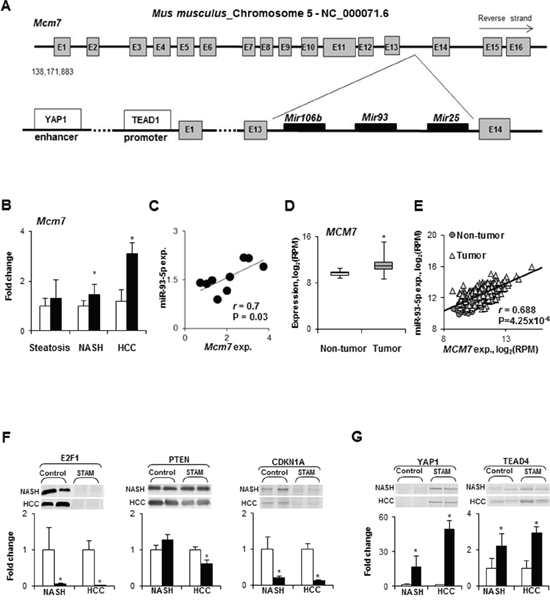 Expression of the Mcm7 gene and miR-106b~25 cluster during NASH-associated hepatocarcinogenesis.