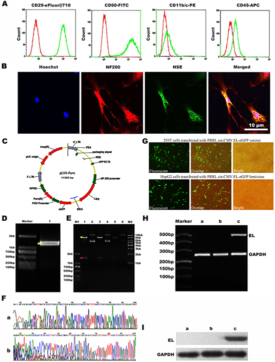 Immunophenotypic analysis of BMSCs and the construction of NF-200 promoter of lentivirus plasmid and identification.