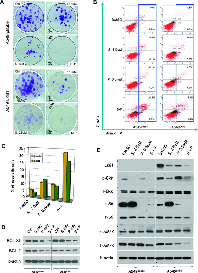 Phenformin enhances the anti-tumor effect of selumetinib in vitro through different mechanisms in KRAS-mutant NSCLC cell lines with alternative LKB1 status.