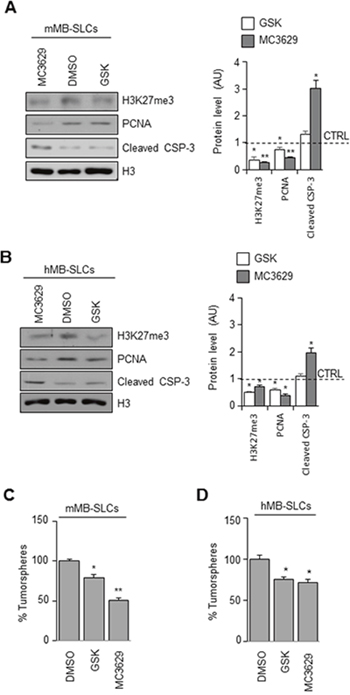 Biological effects of EZH2 inhibition in SHH MB-SLCs.