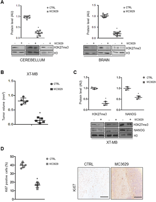 Biological effects of MC3629 in vivo.