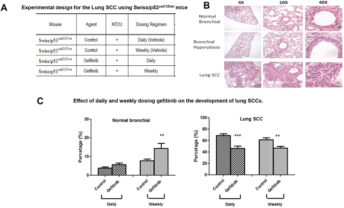 Effect of daily or weekly treated Gefitinib on lung SCC development.