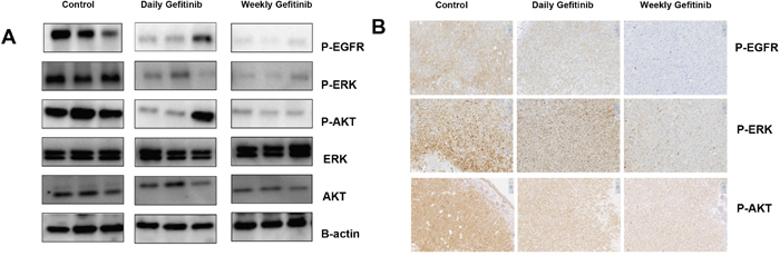 Weekly dosing with Gefitinib exhibits greater inhibition of phospho-EGFR, phospho-ERK and phospho-AKT compared with daily dosing.