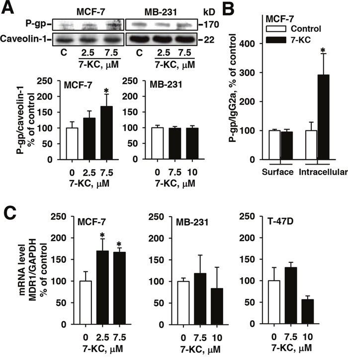 Alterations of protein and mRNA levels of P-glycoprotein (P-gp) in breast cancer cells after 48-h exposure to 7-ketocholesterol (7-KC).