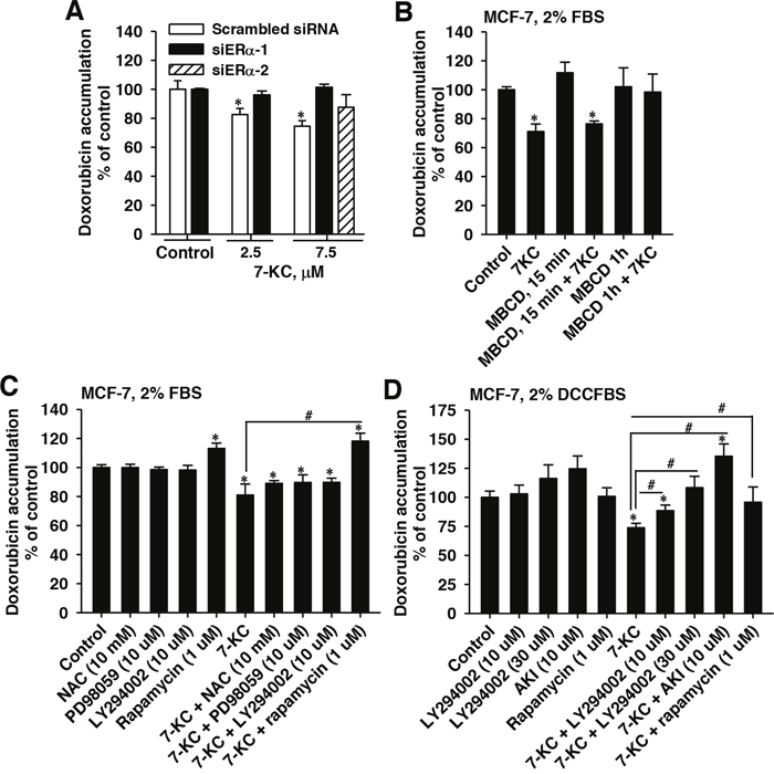 Influence of ER&alpha; knockdown, methyl-&beta;-cyclodextrin (MBCD), N-acetyl cysteine (NAC), PD98059, LY294002, an Akt inhibitor (AKI), and rapamycin on 7-ketocholesterol (7-KC)-reduced doxorubicin accumulation in MCF-7 cells.