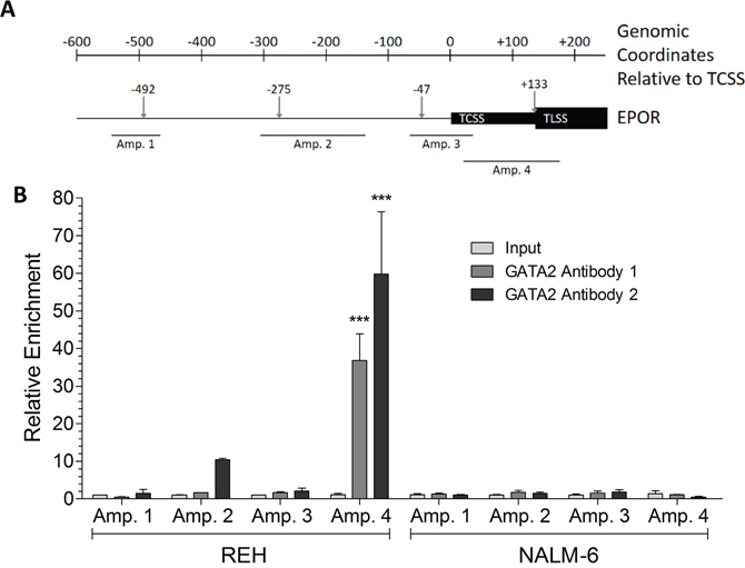 GATA2 binds to the 5&#x2032; UTR region of the EPOR gene in REH, but not NALM-6, cells.