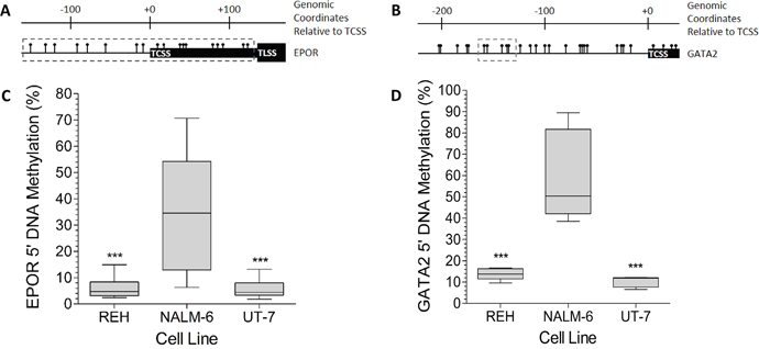 The EPOR and GATA2 5&#x2032; DNA is highly methylated in NALM-6, but not in REH cells.