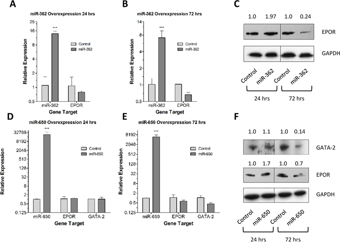 Figure 7. Forced expression of miR-362-5p and miR-650 reduces EPOR and GATA2 expression.
