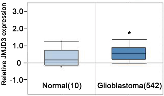 JMJD3 is overexpressed in brain glioblastoma.