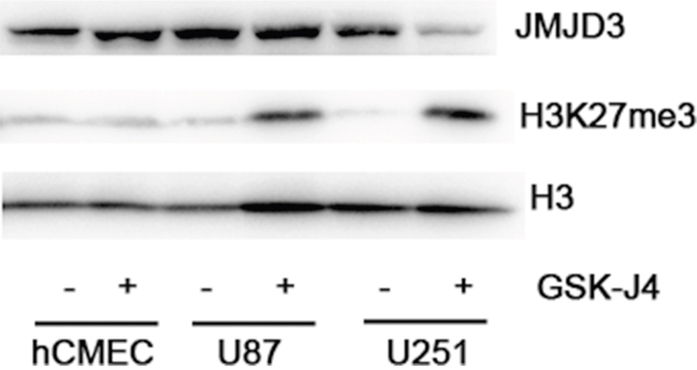 GSK-J4 decreases the content of H3K27me3 in glioma cells.