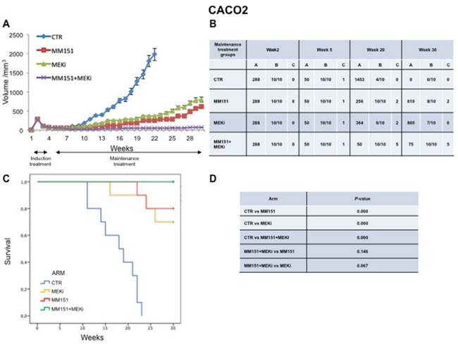 Antitumor efficacy of irinotecan plus MM151 induction therapy followed by maintenance therapy in CACO2 xenografts.