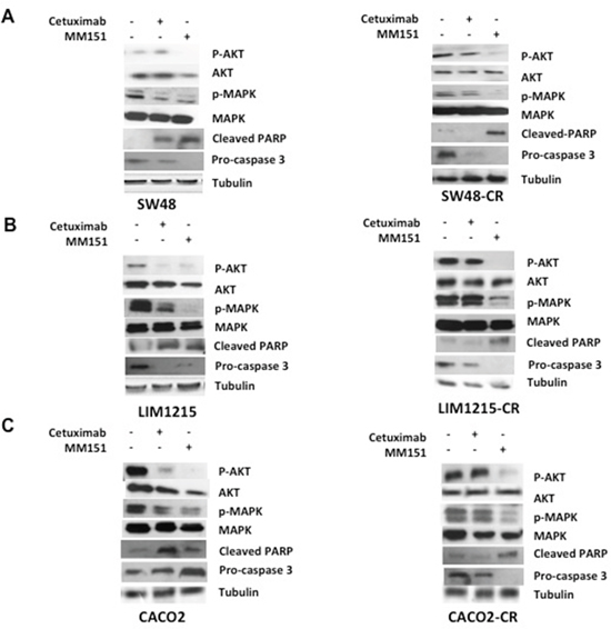 Effects of cetuximab and MM151 on EGFR-dependent intracellular signaling pathways and on apoptosis process in human colorectal cancer xenograft models.