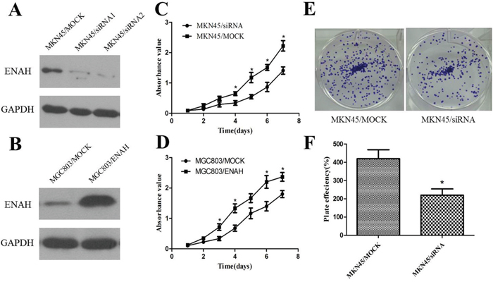 ENAH promotes proliferation and colony formation in MKN45 and MGC803 cell lines.