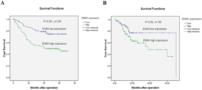 GC patients with high ENAH show lower survival than those with low expression.