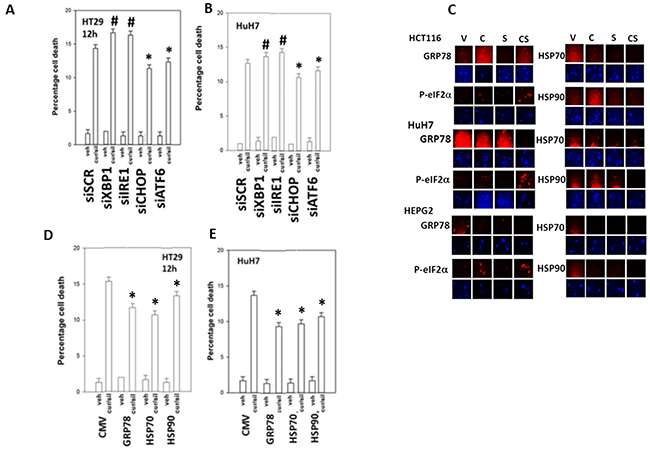 PERK- and ATF6- dependent signaling facilitates [curcumin &#x002B; sildenafil] toxicity whereas IRE1/XBP1 signaling via chaperone expression is protective.