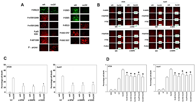 [Curcumin &#x002B; sildenafil] treatment inactivates multiple cyto-protective signaling pathways.