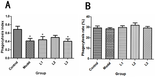 Effects of lentinan on mice peritoneal macrophage phagocytosis.