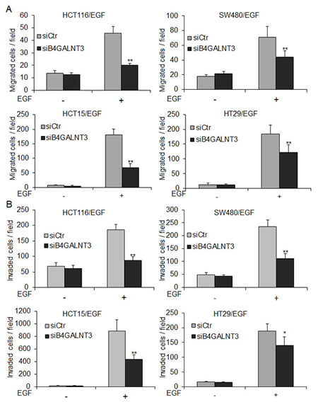 B4GALNT3 knockdown decreases EGF-induced migration and invasion in colon cancer cells.