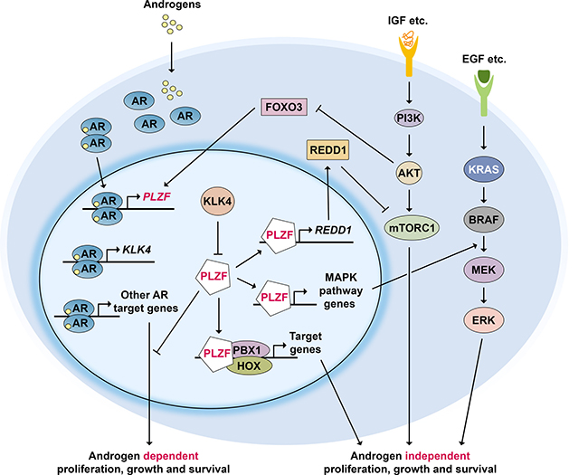 PLZF regulatory network in prostate cancer.