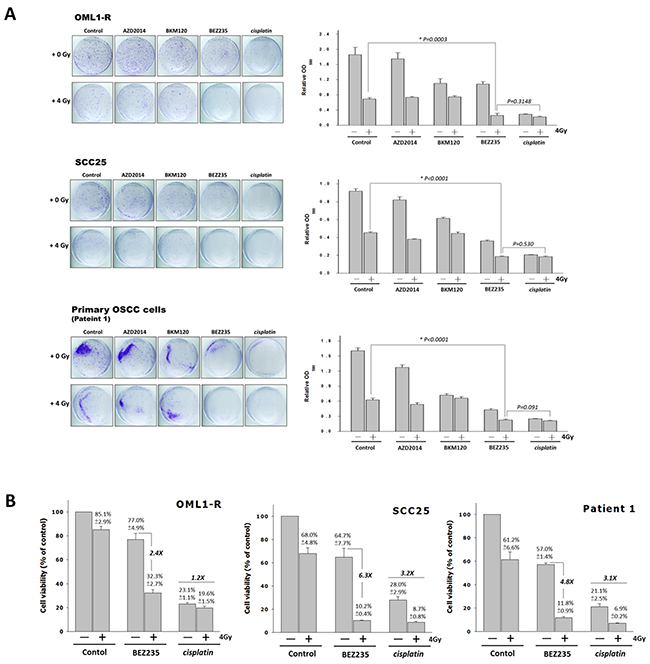 Comparison of the radiosensitizing effects of PI3K/mTOR inhibitors and Cisplatin in OSCC cells.