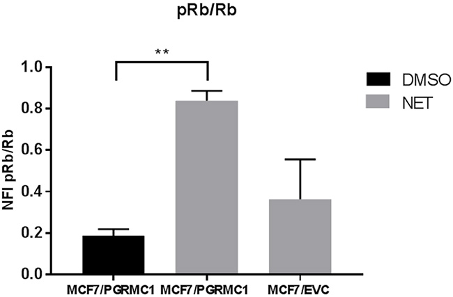 Abundance of Rb and pRb in MCF7 cells upon treatment with NET.