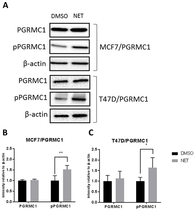 Phosphorylation of PGRMC1 at S181 upon NET treatment.