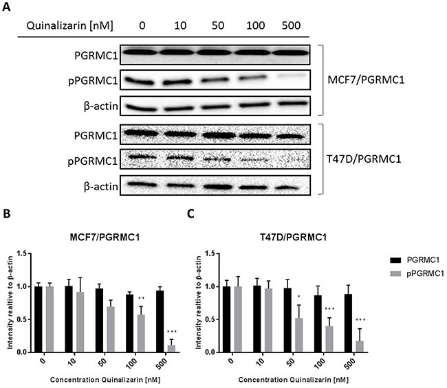 Phosphorylation of PGRMC1 at S181 upon treatment with NET and quinalizarin.