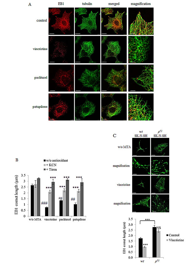 MTA-mediated ROS overproduction inhibits EB1 accumulation at microtubule plus-ends.