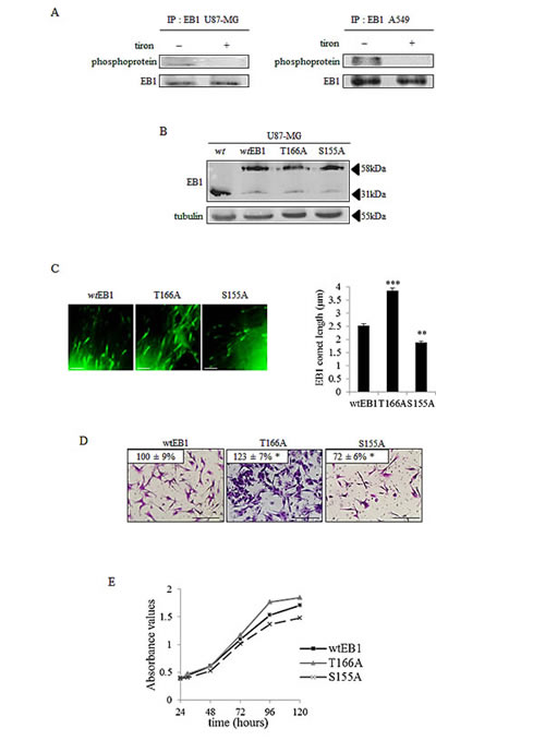 Phosphorylation of EB1 modulates its microtubule binding, microtubule dynamics and the microtubule-governed cell functions.