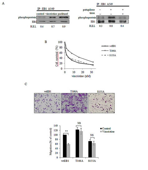 ROS-mediated EB1 phosphorylation is involved in MTA activities.