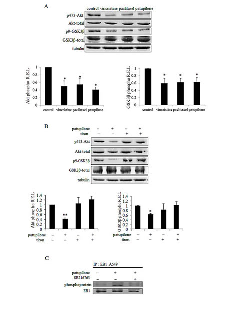 ROS-mediated Akt/GSK3&#x3b2; pathway governs EB1 phosphorylation under MTA treatment.