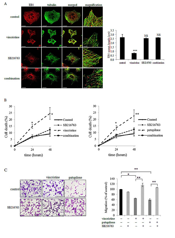 GSK3&#x3b2; activation governs EB1 accumulation at microtubule plus-ends and MTA activities.