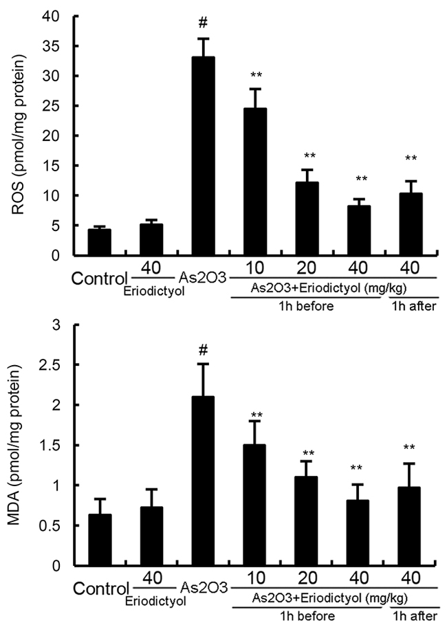 Effects of eriodictyol on As2O3-induced ROS and MDA levels.